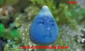 Ϻèѵ